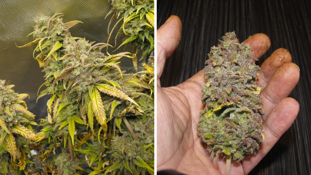 Super Silver Haze from WeedSeedsExpress grown by spyder on Growdiaries